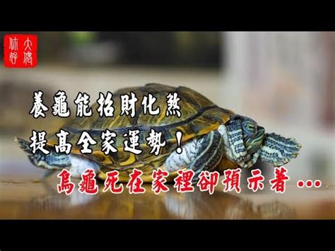 烏龜吉祥名字|烏龜代表什麼意思？長壽、堅韌、智慧和穩定的象徵